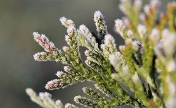 Ostrzeżenie meteorologiczne - przymrozki