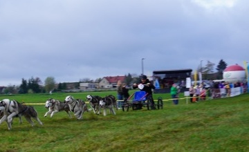 Puchar Polski w Wyścigach Psich Zaprzęgów Koźle/ Szamotuły 2022 - ścigający się zaprzęg