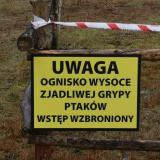 Usuwanie ogniska ptasiej grypy w miejscowości Zapust dobiega końca